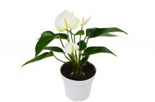 White Anthurium   Plant