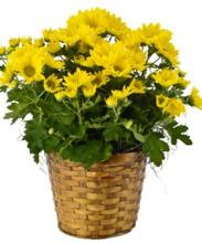 Yellow Chrysanthemum Plant