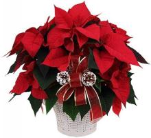Potted Red Poinsettia Plant (large size) Potted Red Poinsettia Plant (large size)